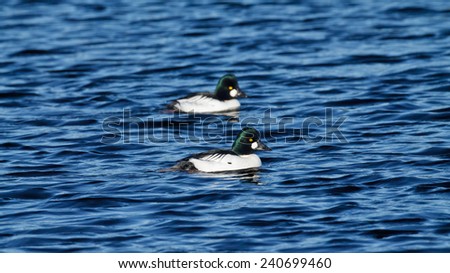Two male Common Goldeneye Ducks swimming on a pond with ripples