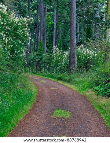 Curved road through a wooded forest with green grass, trees and shrubs