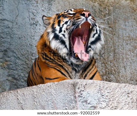 Sumatran tiger giving a big yawn showing tongue and teeth at Woodland Park Zoo