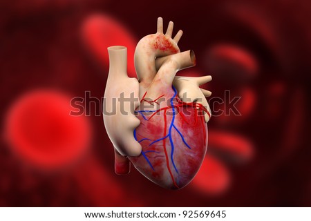 digital illustration of a human heart in digital background