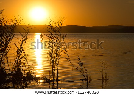 people to bathe in the water of Lake Balaton, at sunset and reeds