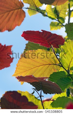 Multi-colored hazel leaves in summer close up