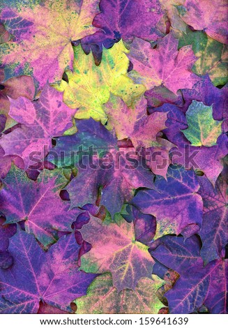 Rainbow Colored Autumn Leaves In Warm Shades