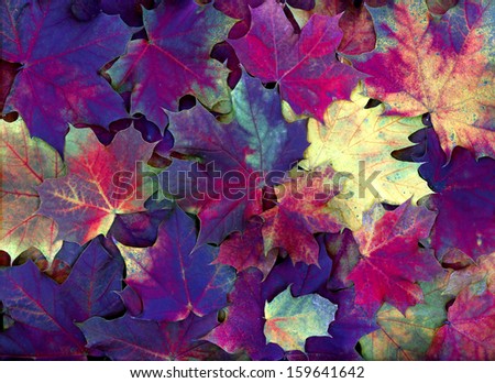 strong autumn colors, warm atmosphere of autumn leaves