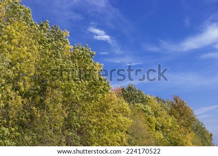 green and colorful foliage, trees line, detail, autumn