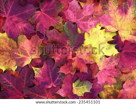 Leaves shades of yellow pink red
