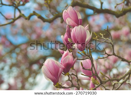 Among Magnolia tree branches, flowers close up