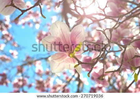 Magnolia tree branches in bright sun, flowers from below