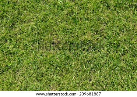 grass texture may be used as background
