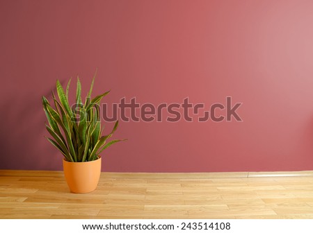 empty interior with wooden floor, flower and red wall