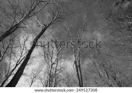 Bare tree branches