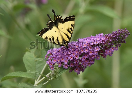 Eastern Tiger Swallowtail Butterfly Diving into the Nectar of a Purple Butterfly Bush