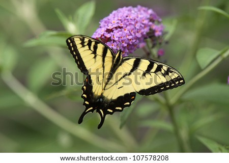 Eastern Tiger Swallowtail Butterfly Diving into the Nectar of a Purple Butterfly Bush