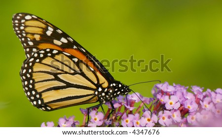 Butterfly on Butterfly Bush