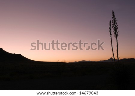 Silhouette of Yucca Plant at Sunset in the Arizona Desert, USA, with Copy Space