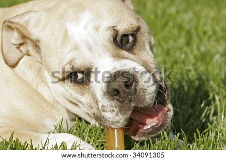 Close up of English Bull Dog puppy chewing on bone in backyard of green grass.