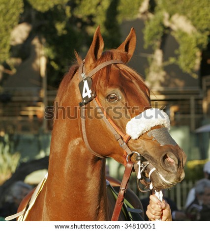 Close up of beautiful chestnut thoroughbred race horse being led into the walking ring