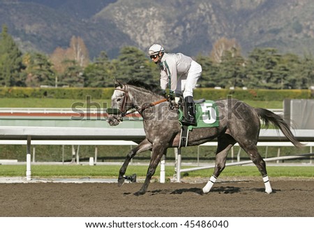 stock-photo-arcadia-ca-feb-joel-rosario-parades-quot-thankfully-quot-a-beautiful-year-old-grey-roan-45486040.jpg