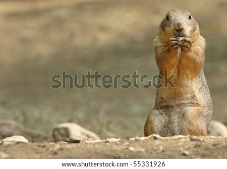 Prairie Dog eating a snack held between his paws. Plenty of copy space to left of Prairie Dog.