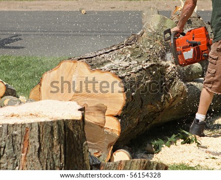 Sawdust flies as a man cuts a fallen tree into logs.