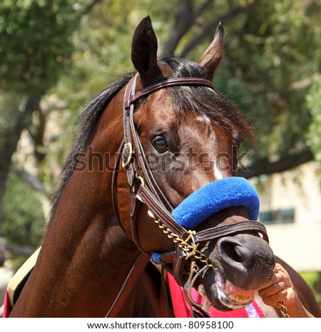 Close up of race horse in the walking ring before a race.