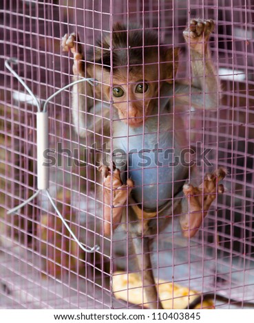 Sad Macaque baby trapped and for sale in market