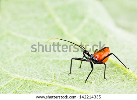 Red assassin bug, also called a wheel bug,  closeup on underside of oak leaf hydrangea leaf.