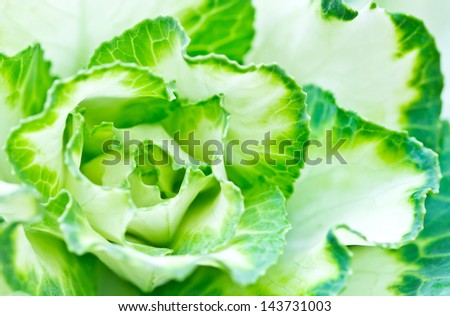 Decorative rose cabbage is used by florists in floral  arrangements.