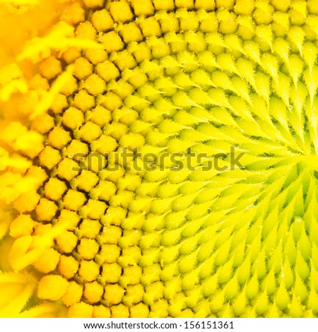 Macro of bright yellow sunflower center creates curved pattern in nature.