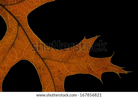 Close up of back light oak leaf in autumn, isolated on black.