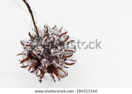 Ice coated Sweet Gum seed capsule resting on snow, with copy space.