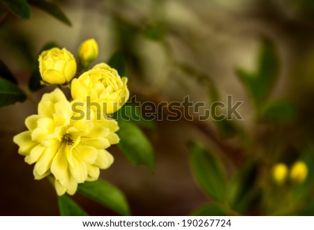 Close up of Yellow Bank\'s Rose, Rosa banksiae \'Lutea\', in rich Flemish painterly style.