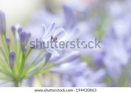 Close up on cluster of mauve agapanthus flowers in garden