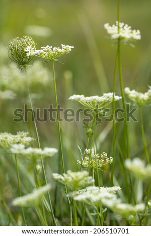 Wild Queen Anne\'s Lace flowers in grassy field. Also known as wild carrot and often seen as a weed rather than desirable. Daucus carota.