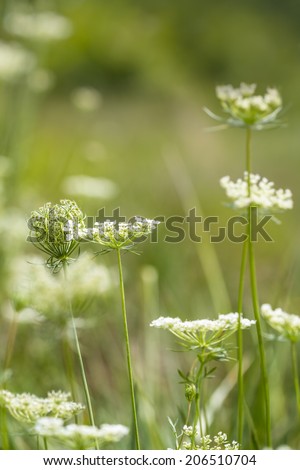 Wild Queen Anne\'s Lace flowers in grassy field. Also known as wild carrot. Daucus carota. Plant is invasive.