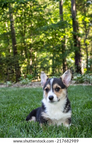 Young corgi dog sitting on lawn grass in park