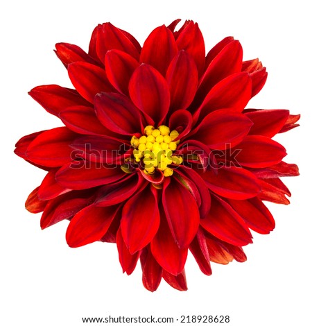 Close-up of red dahlia flower isolated on white background.