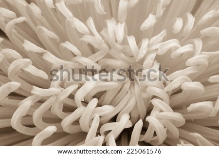 Macro of sepia toned spider chrysanthemum flower creates abstract background.