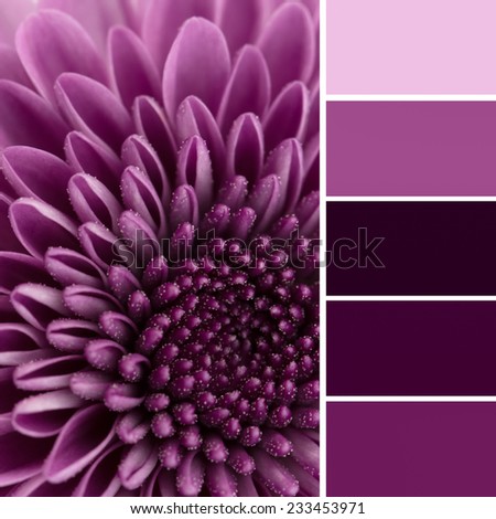 Close up of deep purple chrysanthemum with monochromatic swatches in shades of plum purple.