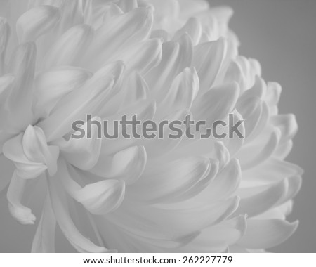Close up of cremone chrysanthemum flowers in black and white with directional light and  added film grain.