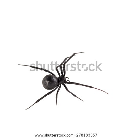 Dorsal bird\'s eye view of female black widow spider, isolated on white.