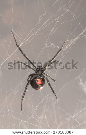 Black widow spider, a common venomous spider in North Carolina. Latrodectus mactans, Southern black widow spider. Ventral view of belly, red hourglass and spinneret.