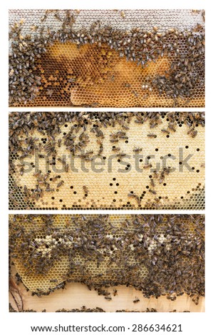 Three frames of Apis mellifera, aka Western or European honey bees. Each frame has a different purpose.. The first is nectar and honey, the second is capped worker brood and the third is drone brood.