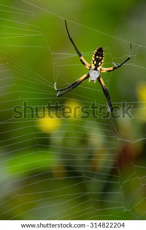 Disturbed orb-weaver  spider waits at side of web until she deems it safe to return to the middle of her web. Spider on web against blurred garden background.