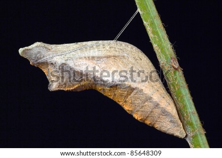 Swallowtail Butterfly Pupa in Silk Sling Isolated on Black