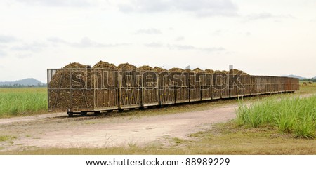 Harvested sugarcane in tramway bins waiting for transport to sugar mills in North Queensland, Australia