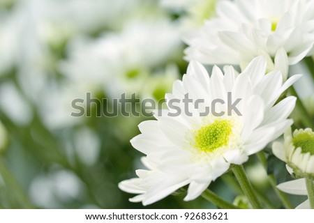Closeup of white chrysanthemum with many daisy flowers in the background