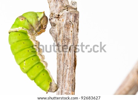 Lime Swallowtail