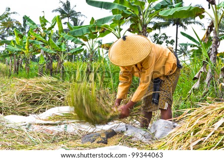 YOGYAKARTA, INDONESIA - MARCH 23: A rice farmer threshes her paddy field before fully ripe in a race to minimize losses to invading rats on March 23, 2012 in Central Java, Yogyakarta, Indonesia.