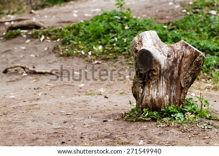 Old tree stump on the lawn in the forest